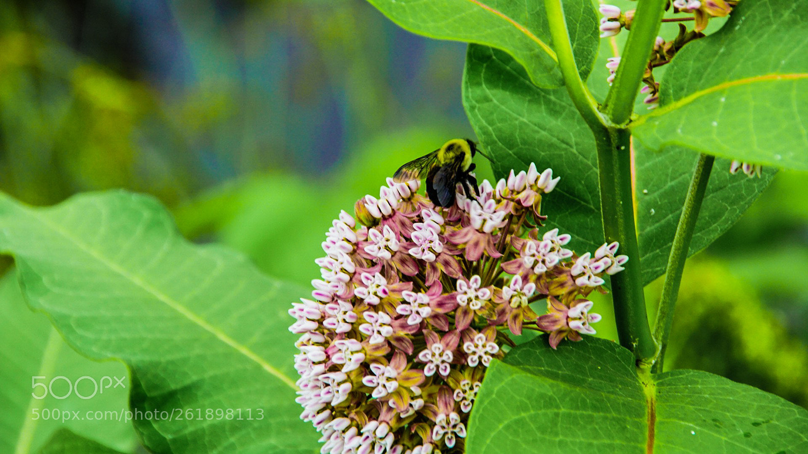 Sony a6000 sample photo. Bee on the milkweed photography