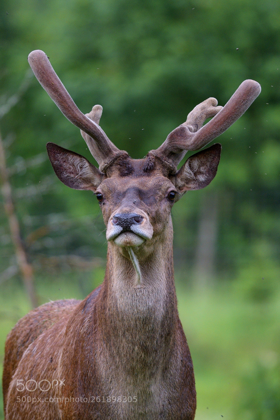 Nikon AF-S Nikkor 300mm F4D ED-IF sample photo. Cervus elaphus photography