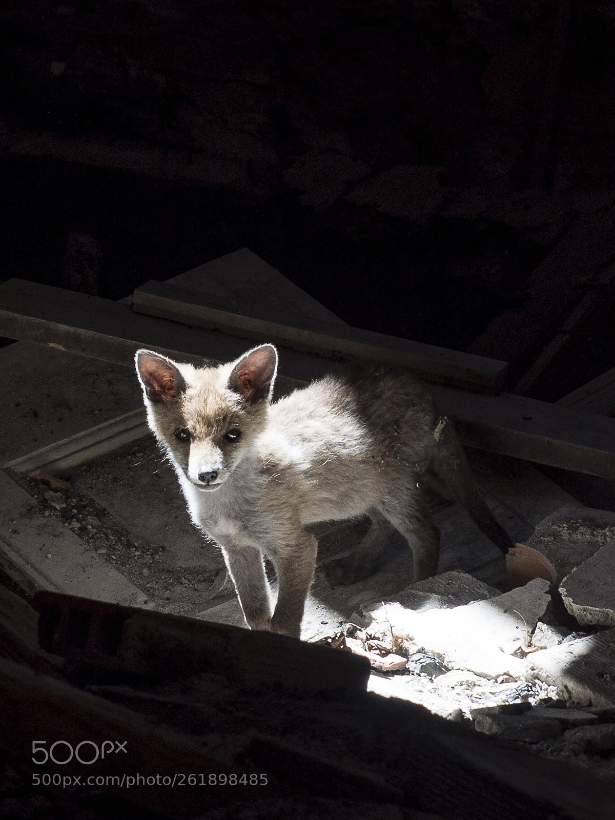 Olympus OM-D E-M1 Mark II sample photo. Il cucciolo... photography