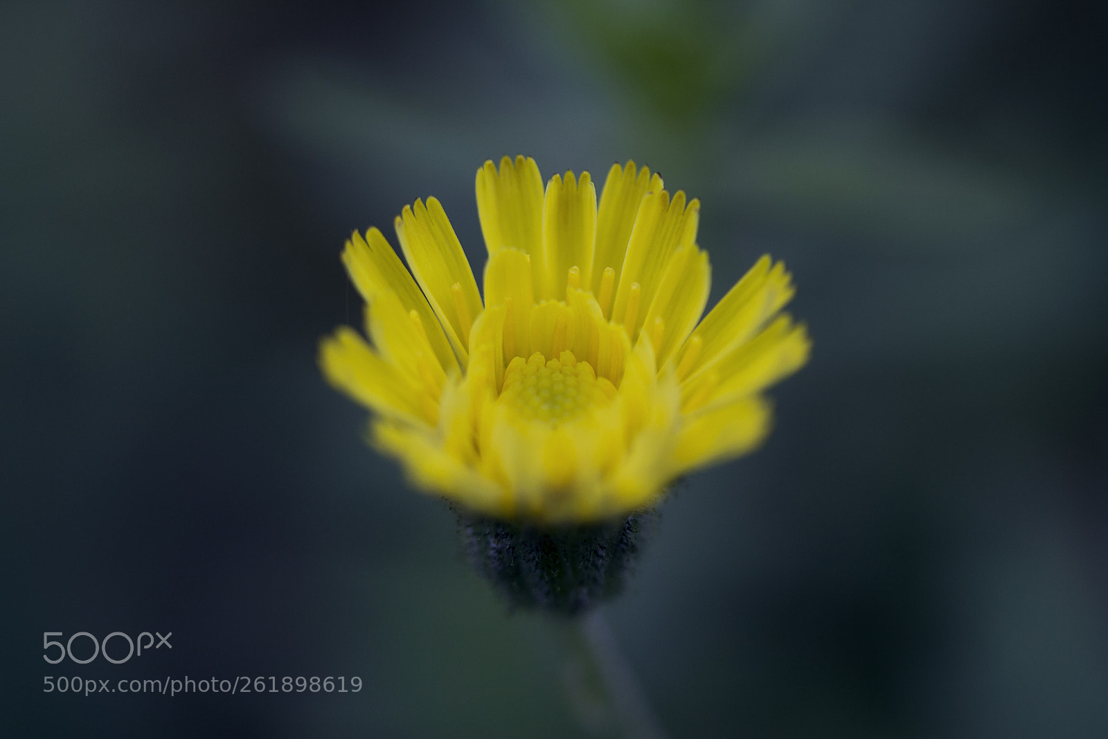 Canon EOS 60D sample photo. Kleines habichtskraut (hieracium pilosella) photography