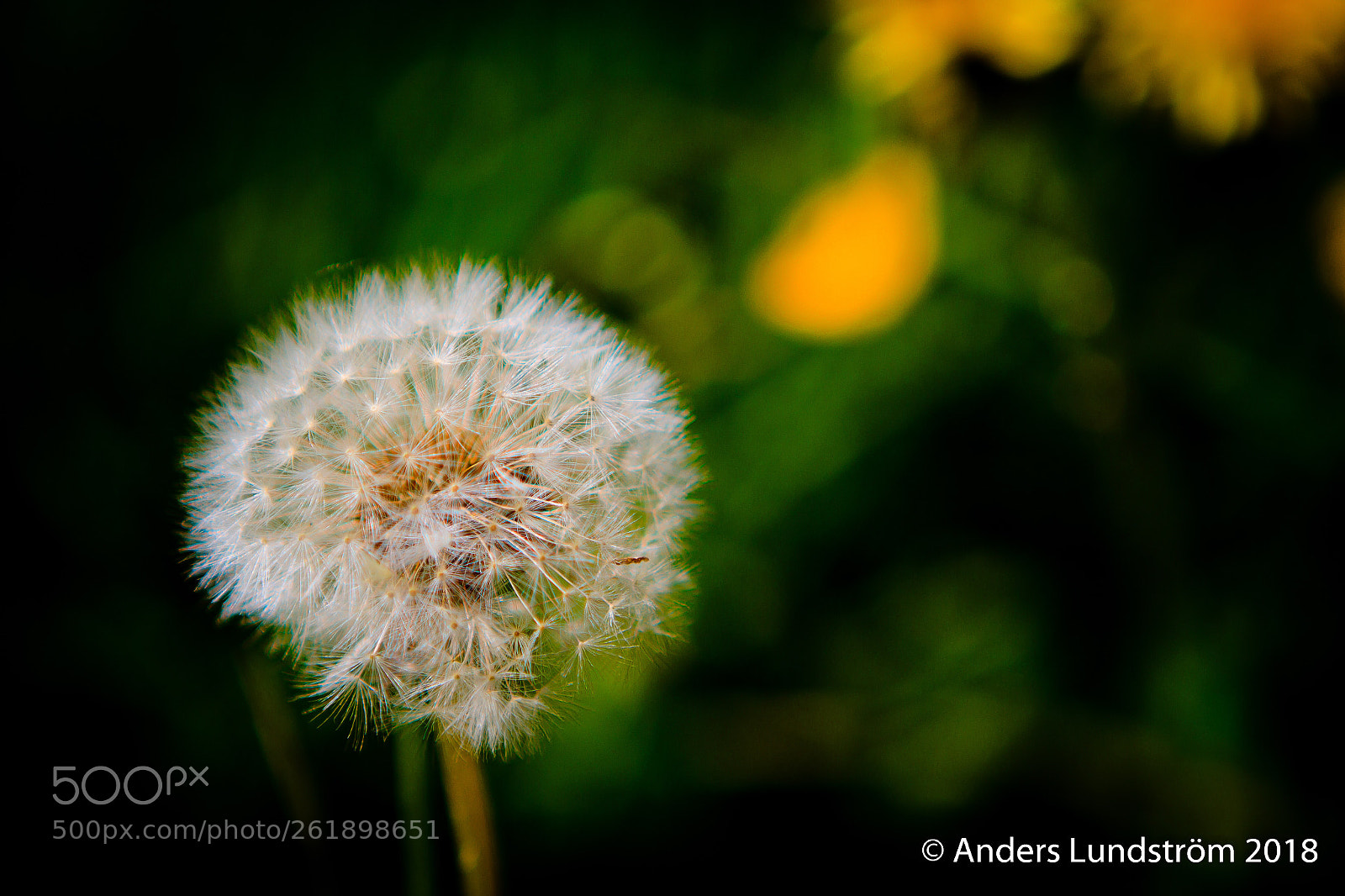 Canon EOS 7D sample photo. Som man k nner photography