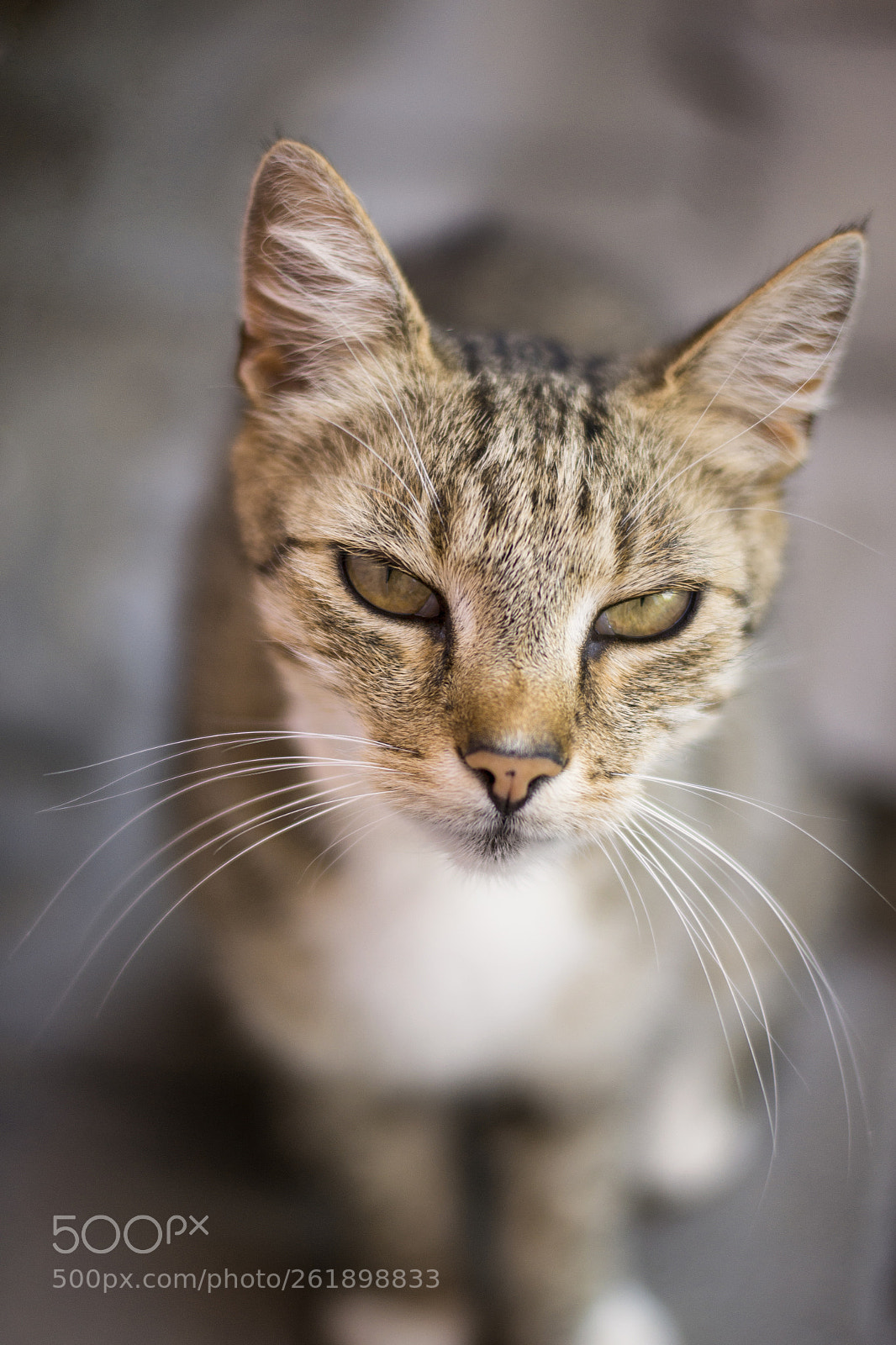 Nikon D3100 sample photo. A detail of cat's photography