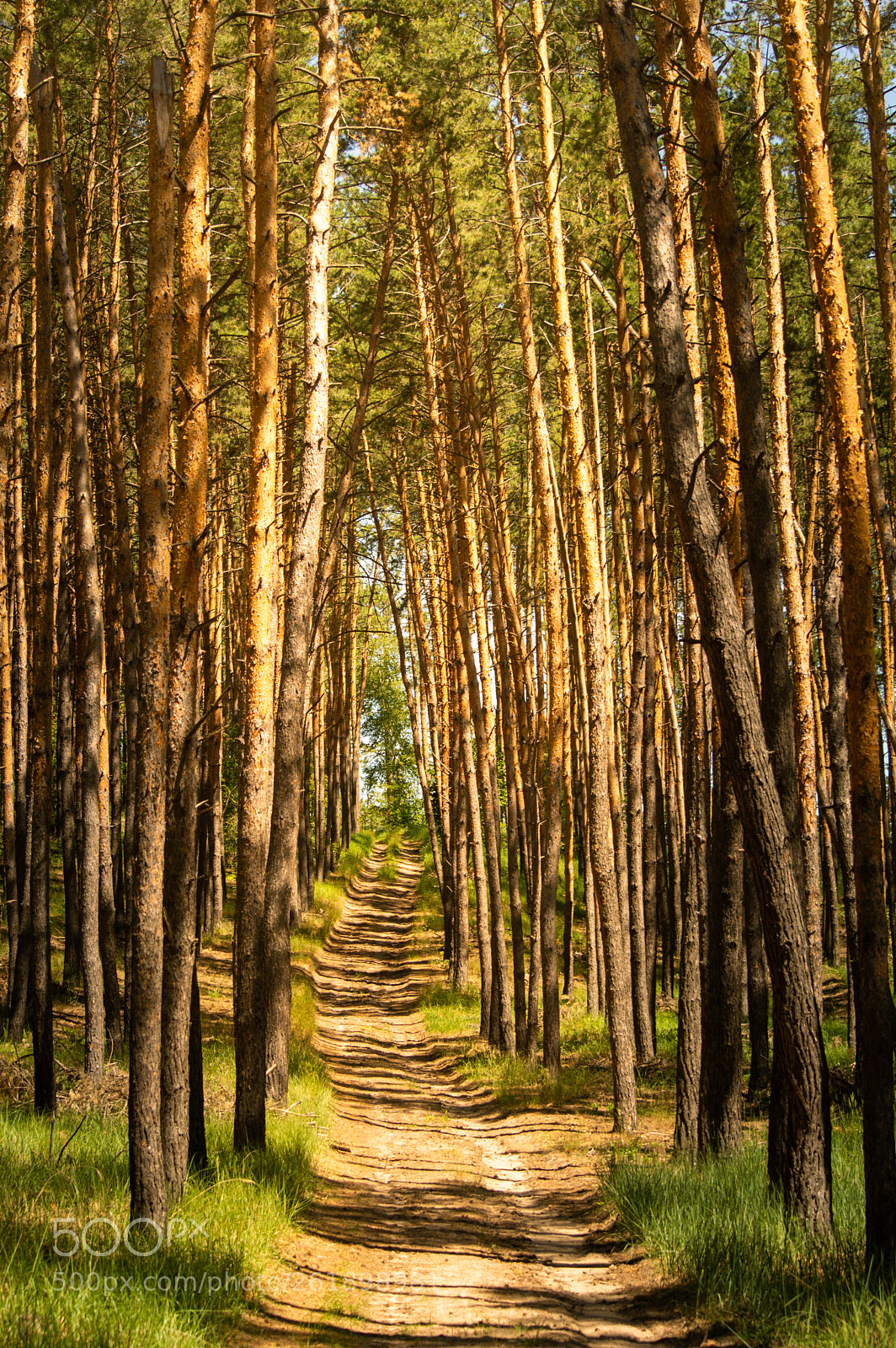 Nikon D3200 sample photo. Pine forest. photography