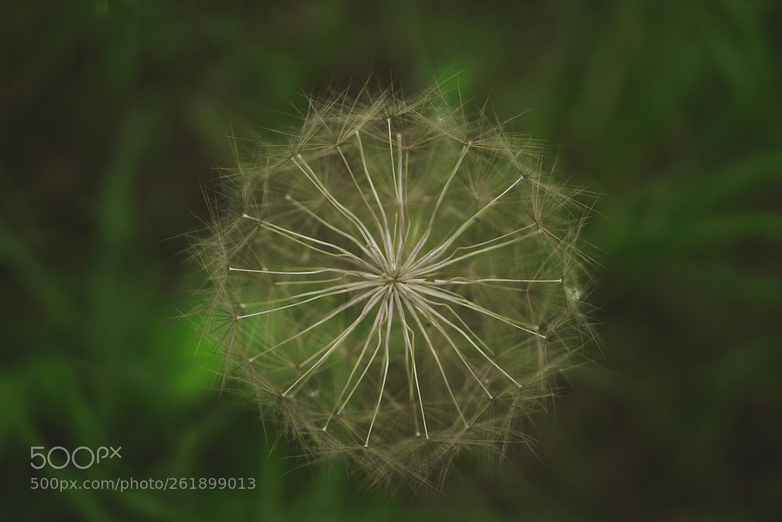 Sony a7S II sample photo. Dandelion photography