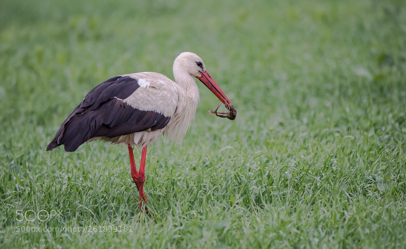 Nikon D750 sample photo. The stork lunch photography