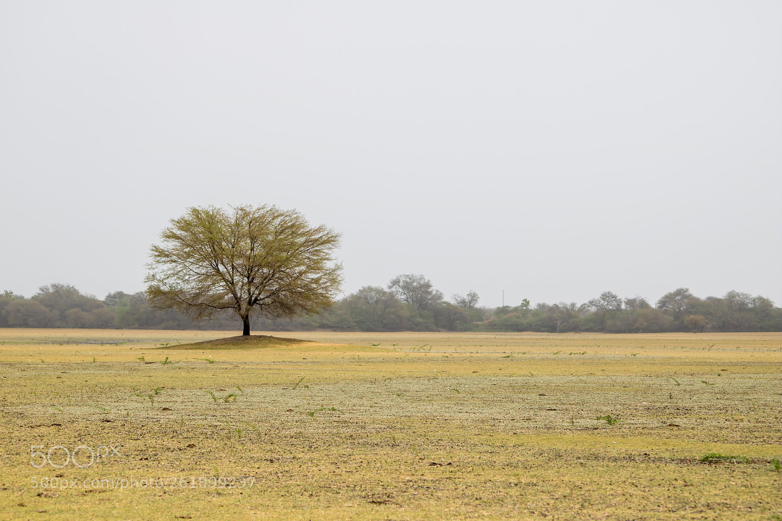 Canon EOS 750D (EOS Rebel T6i / EOS Kiss X8i) sample photo. A tree photography