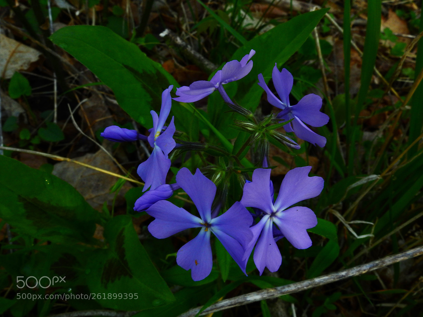 Nikon Coolpix P900 sample photo. Wild phlox photography