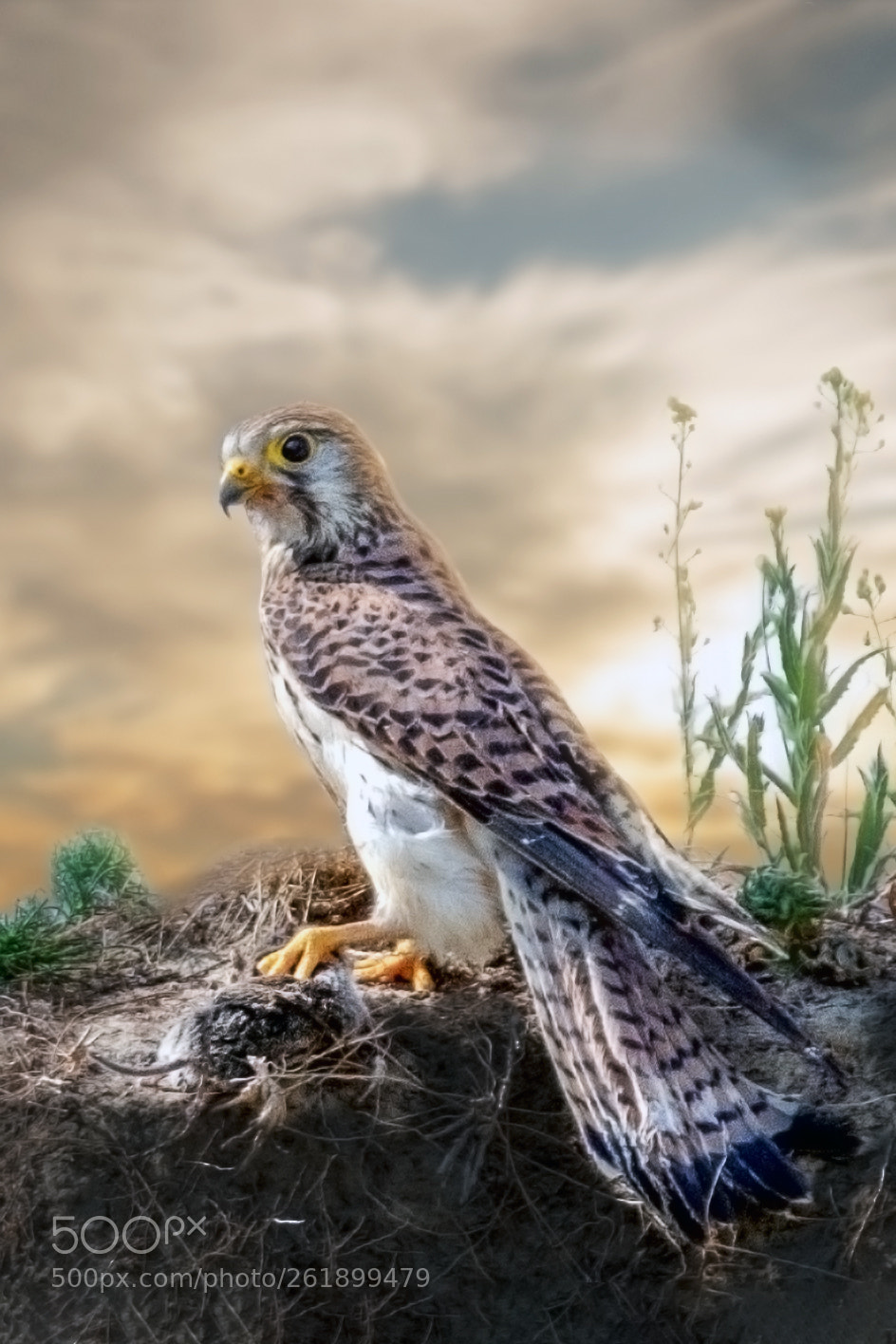 Nikon D500 sample photo. Hunter with his prey photography