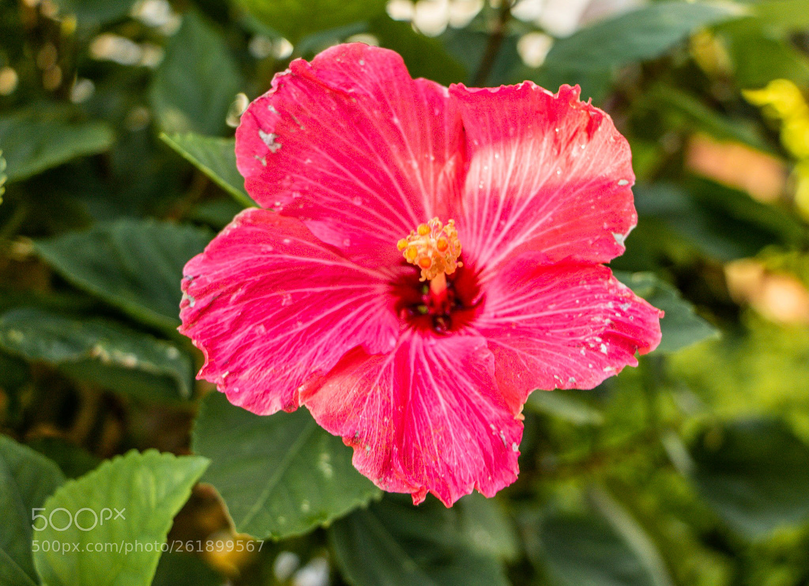 Canon EOS 760D (EOS Rebel T6s / EOS 8000D) sample photo. Nature bloom photography
