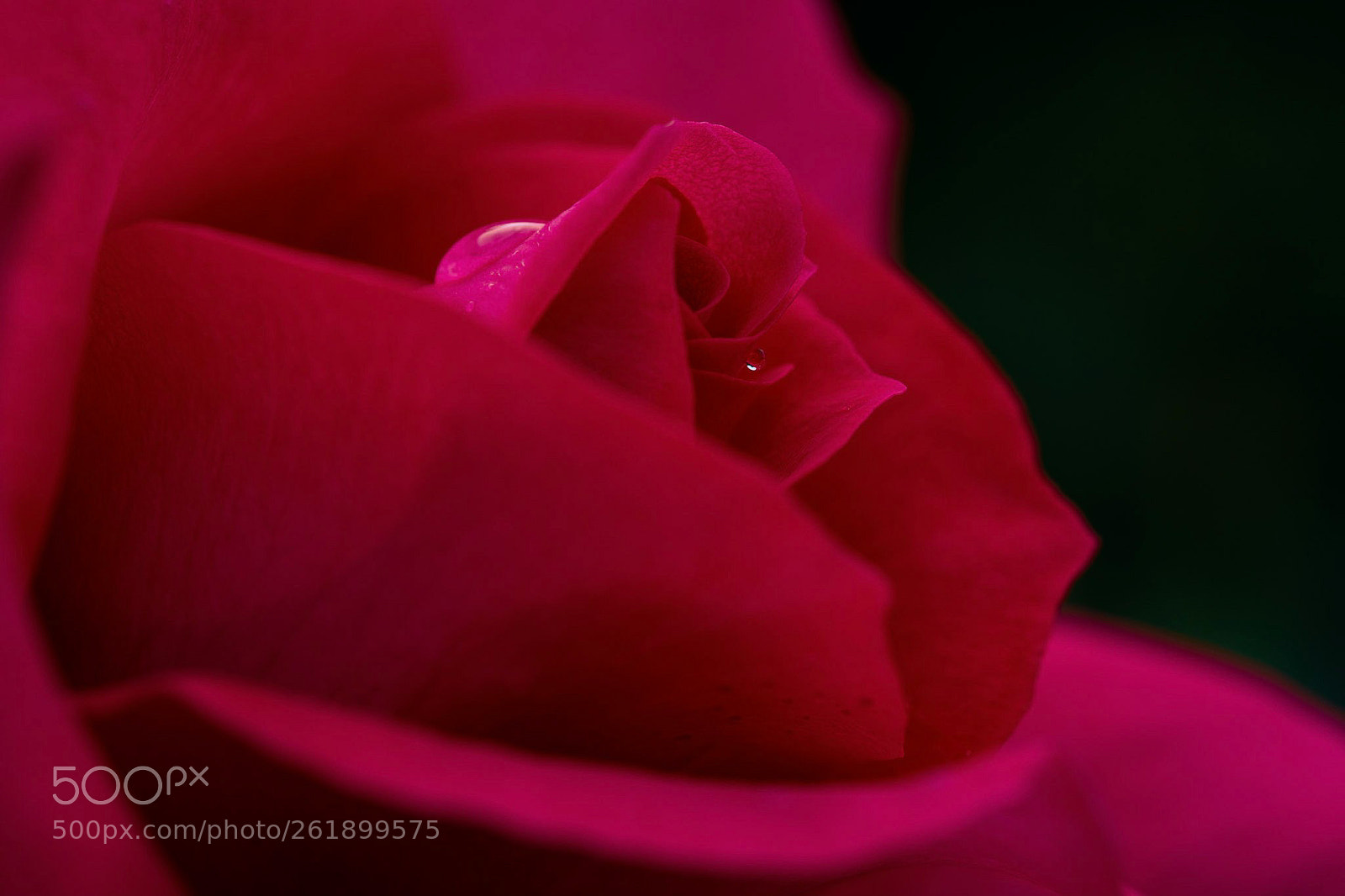 Nikon D7100 sample photo. Rose photography