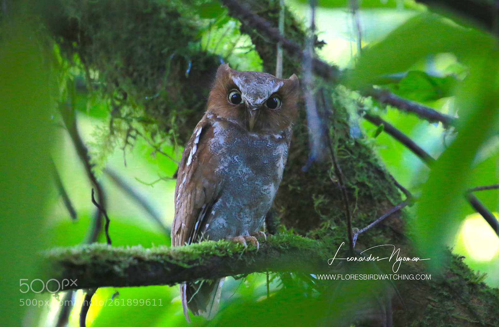 Canon EOS 6D sample photo. Flores scops owl otus photography