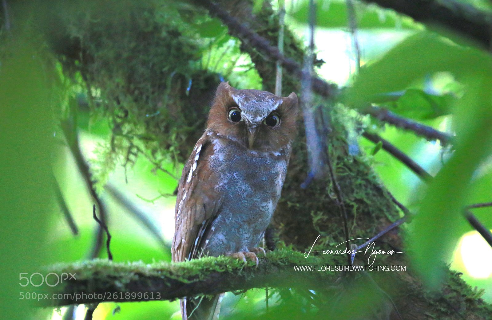 Canon EOS 6D sample photo. Flores scops owl otus photography