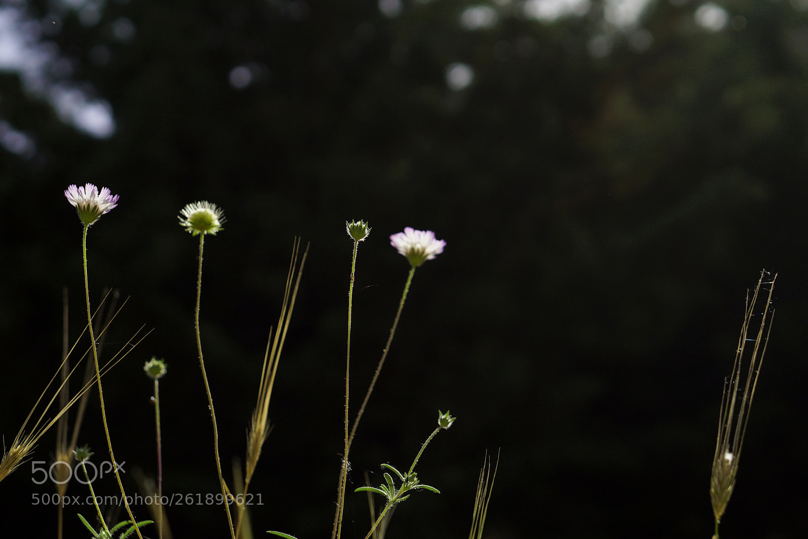 Sony a7S II sample photo. Flower photography