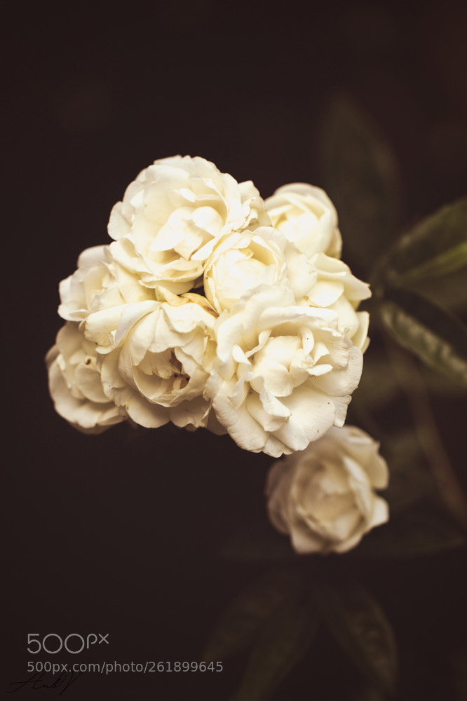 Canon EOS 7D sample photo. White roses photography