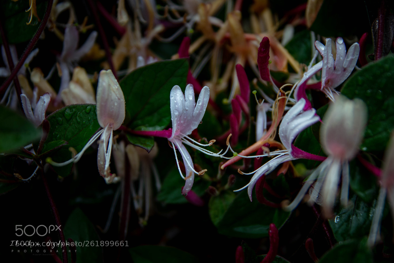 Canon EOS 77D (EOS 9000D / EOS 770D) sample photo. Water drops and blossoms photography