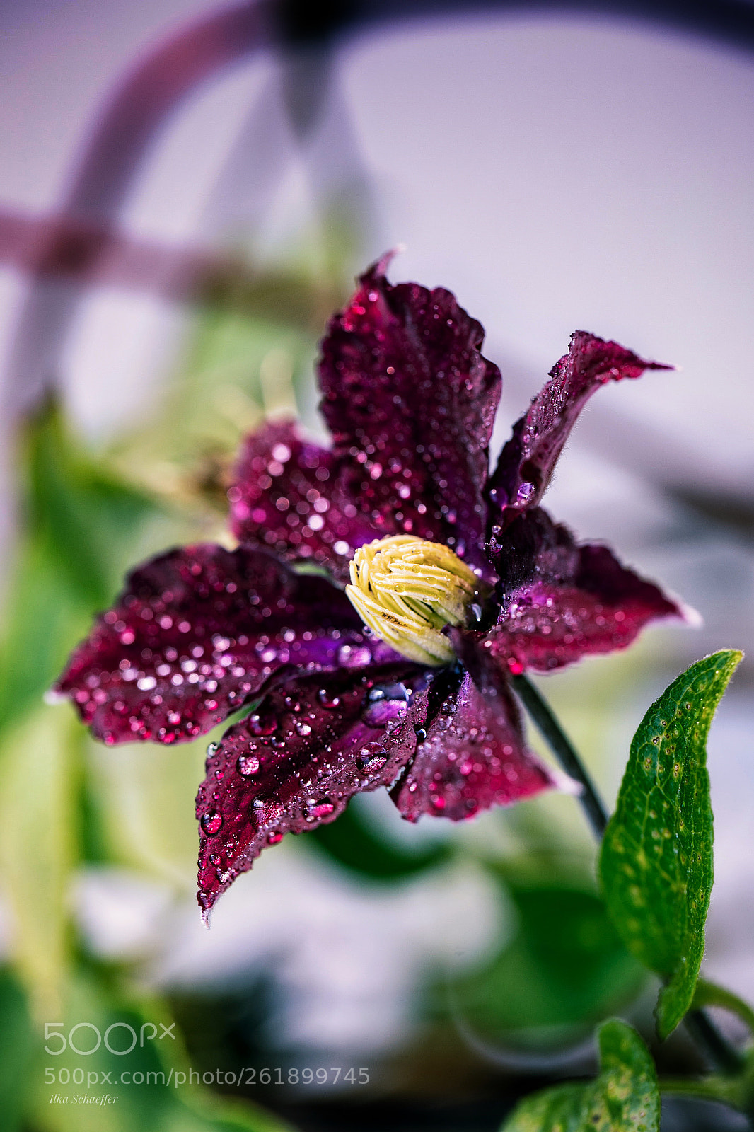 Canon EOS 5D Mark IV sample photo. Wandreben photography