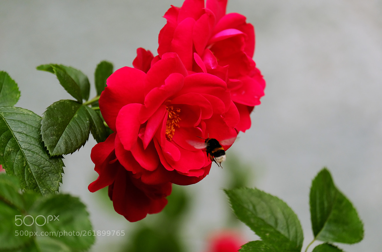 Fujifilm X-T20 sample photo. Bumblebee and red roses photography