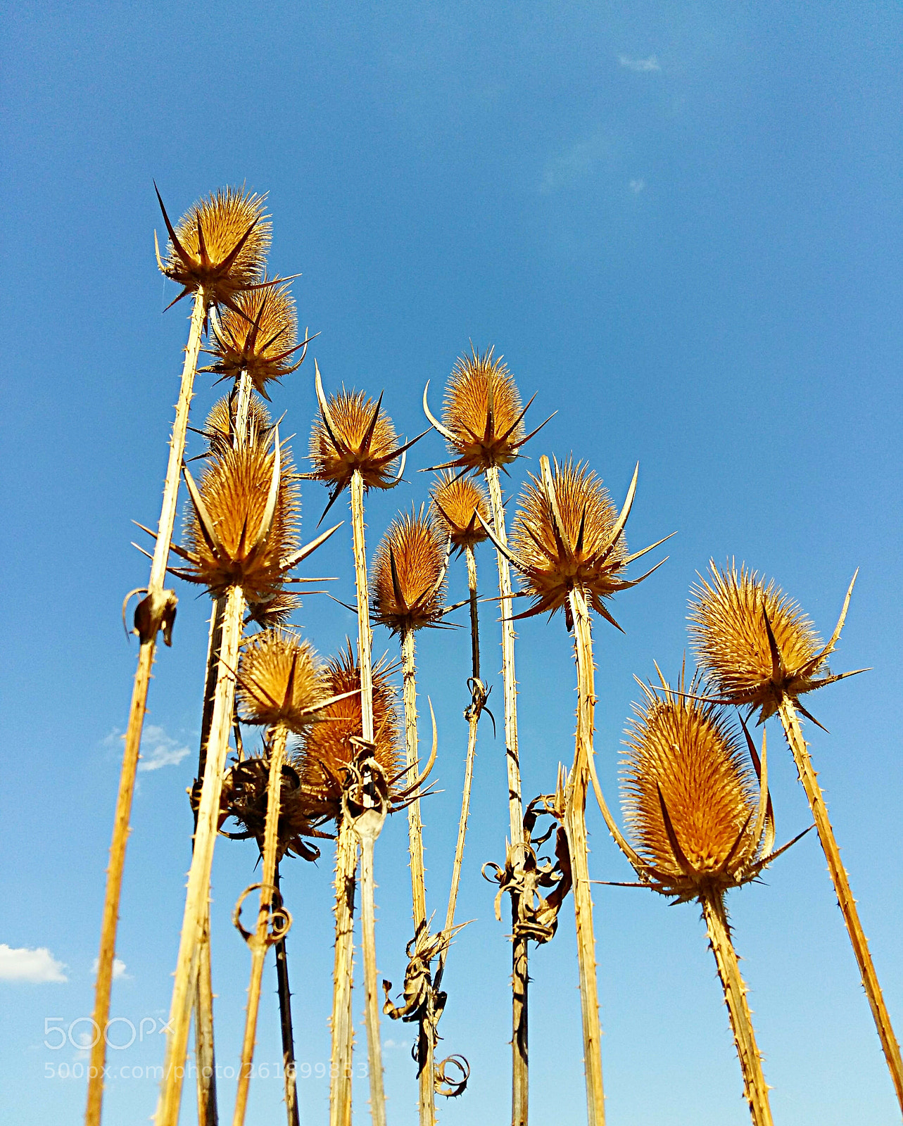 Samsung Galaxy A5 sample photo. Spines photography