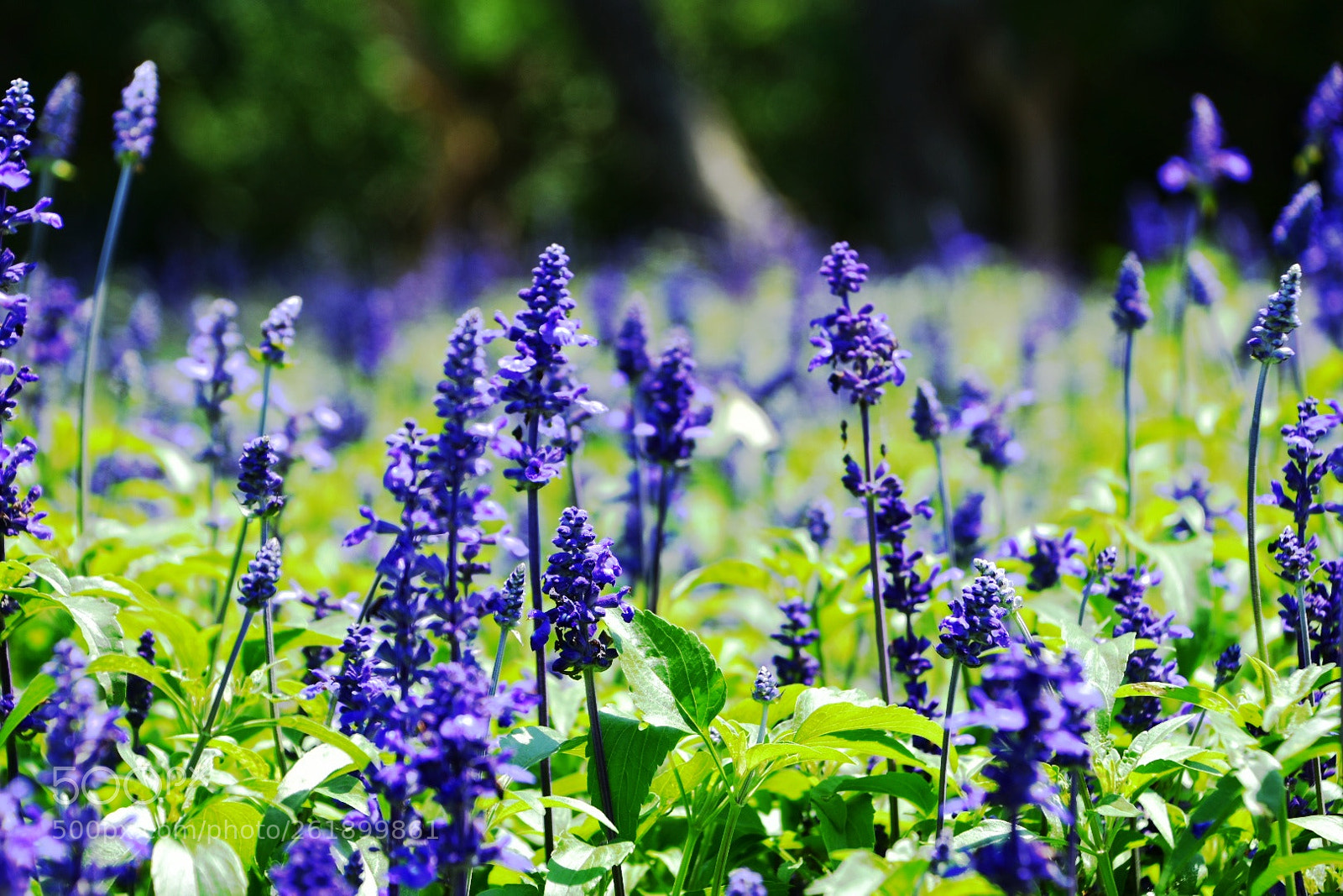 Nikon D7200 sample photo. Lavender photography