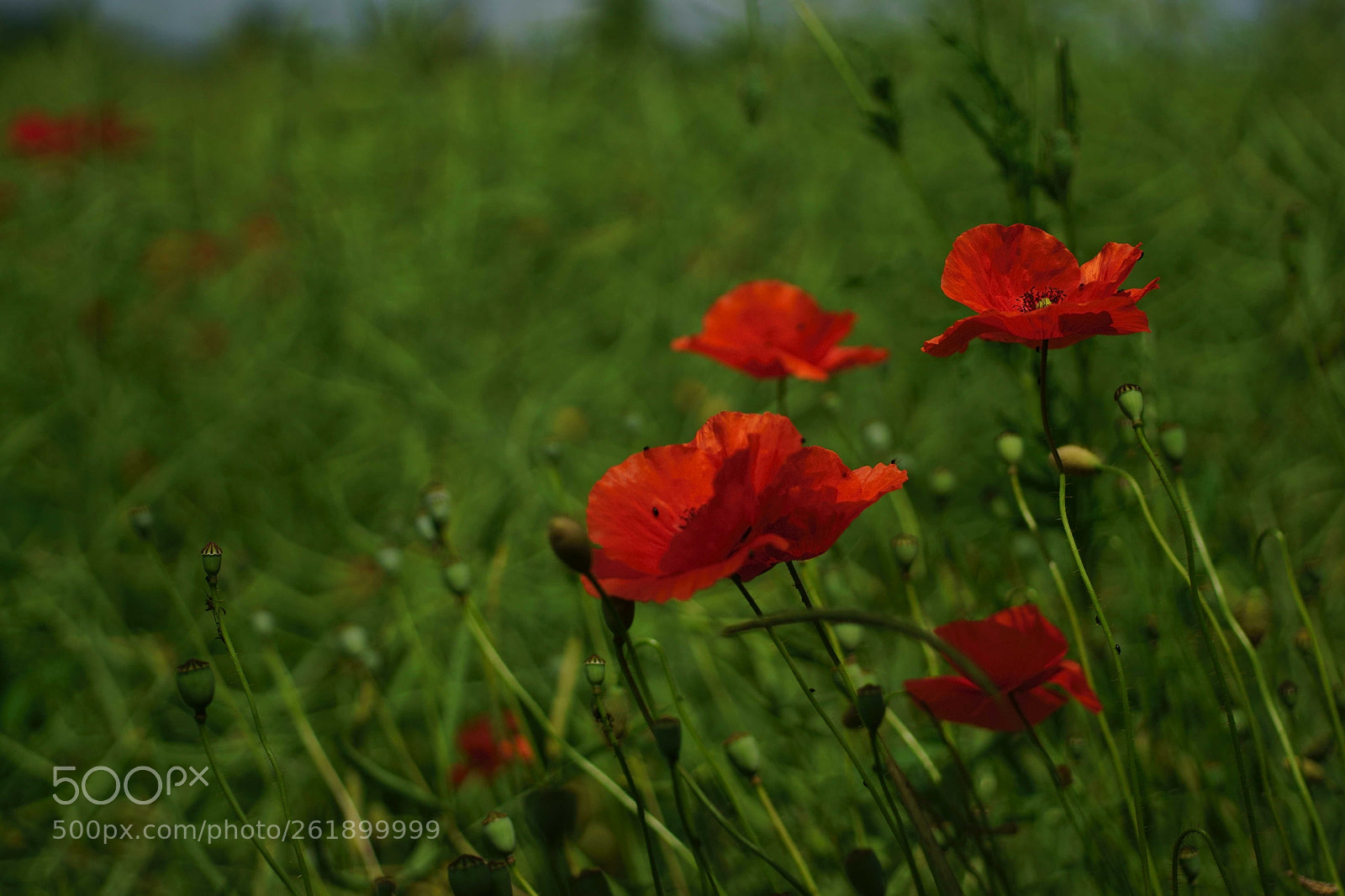 Sony a6000 sample photo. Beste freunde photography