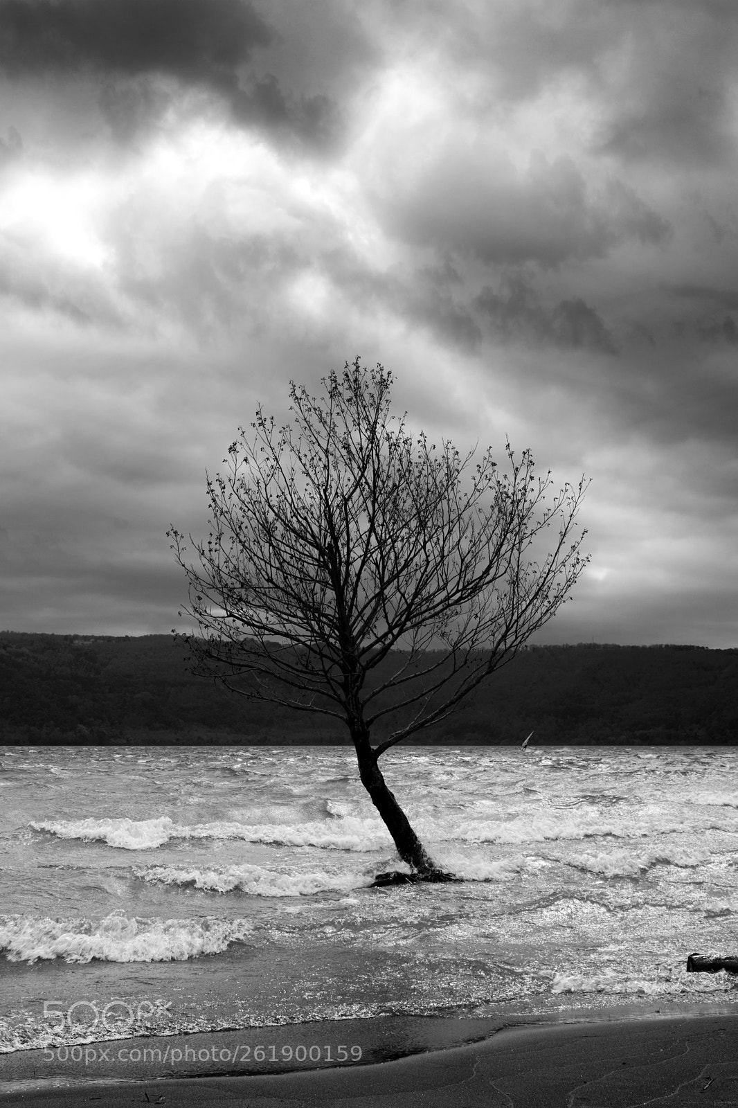 Canon EOS 80D sample photo. Tree in the lake photography