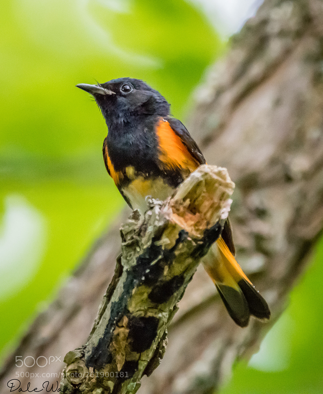 Nikon D500 sample photo. Eastern redstart. photography