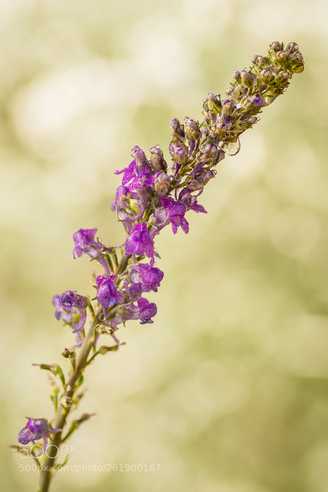 Nikon D7100 sample photo. Wildflower after the rain photography