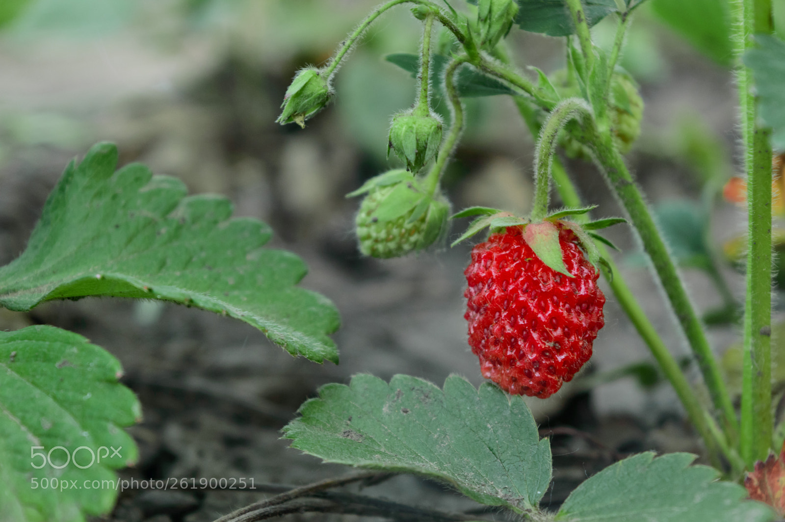 Nikon D3200 sample photo. Strawberry photography