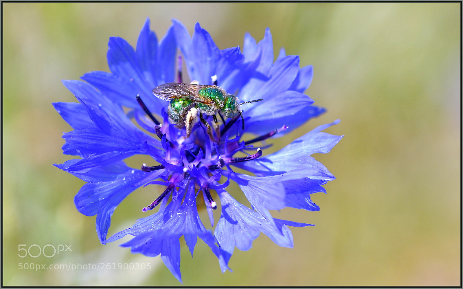 Nikon D850 + Sigma 105mm F2.8 EX DG OS HSM sample photo. Green on blue photography