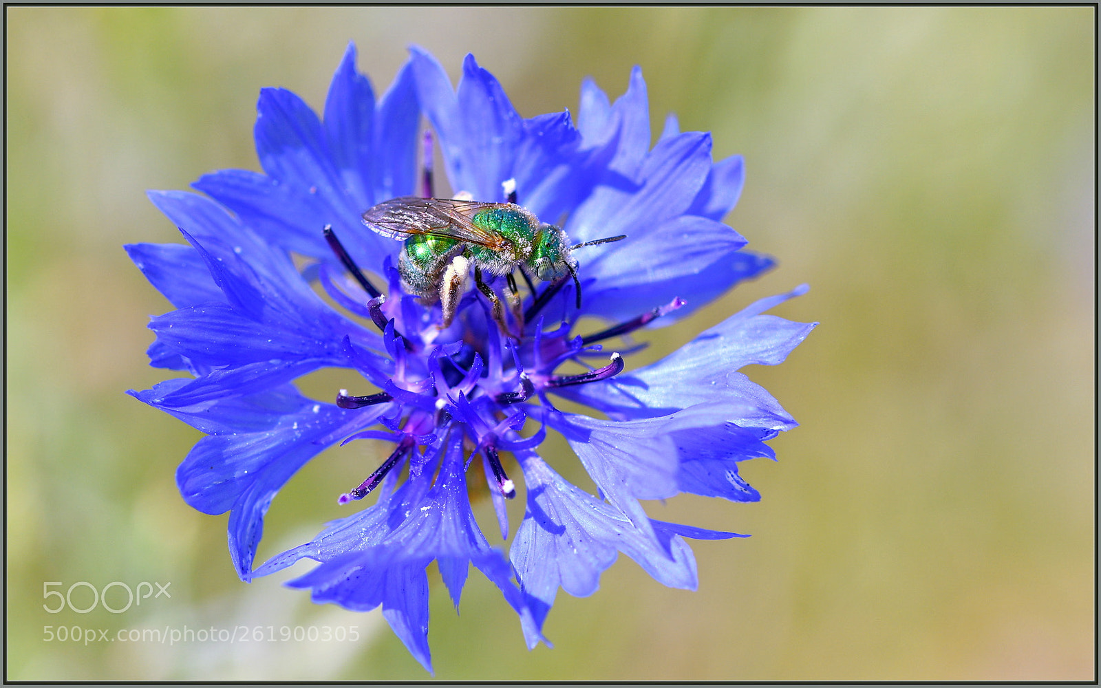 Sigma 105mm F2.8 EX DG OS HSM sample photo. Green on blue photography