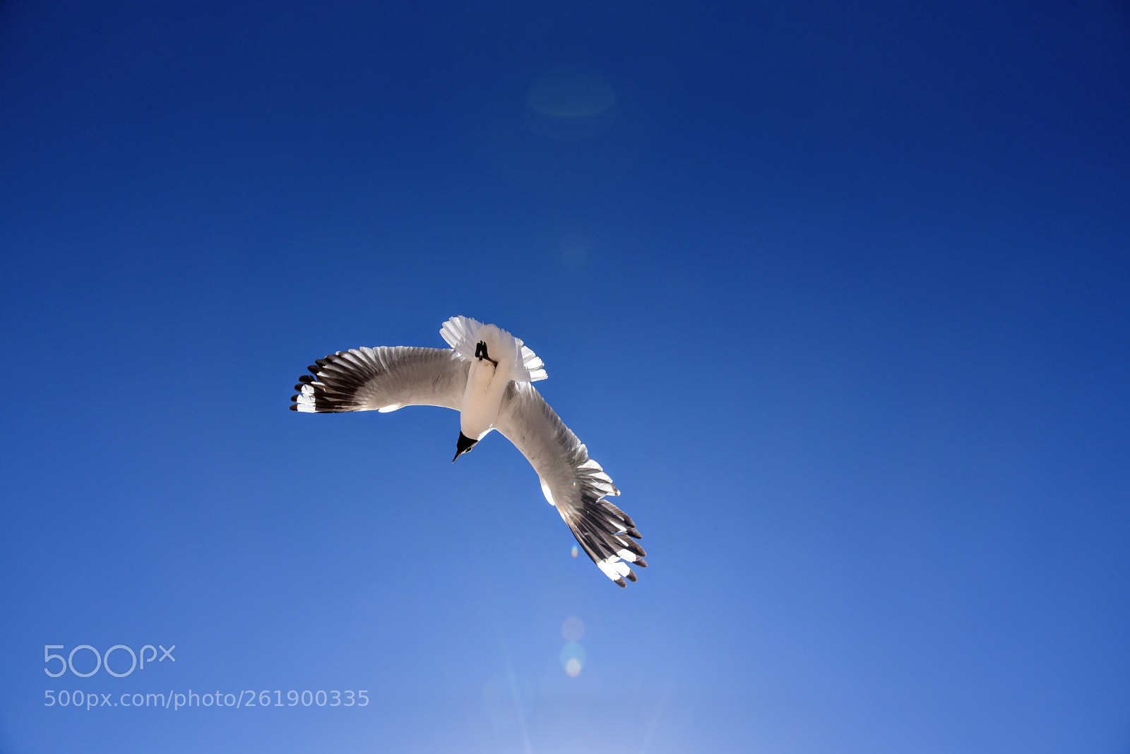 Nikon AF-S Nikkor 24-120mm F4G ED VR sample photo. Andean gull encounter photography