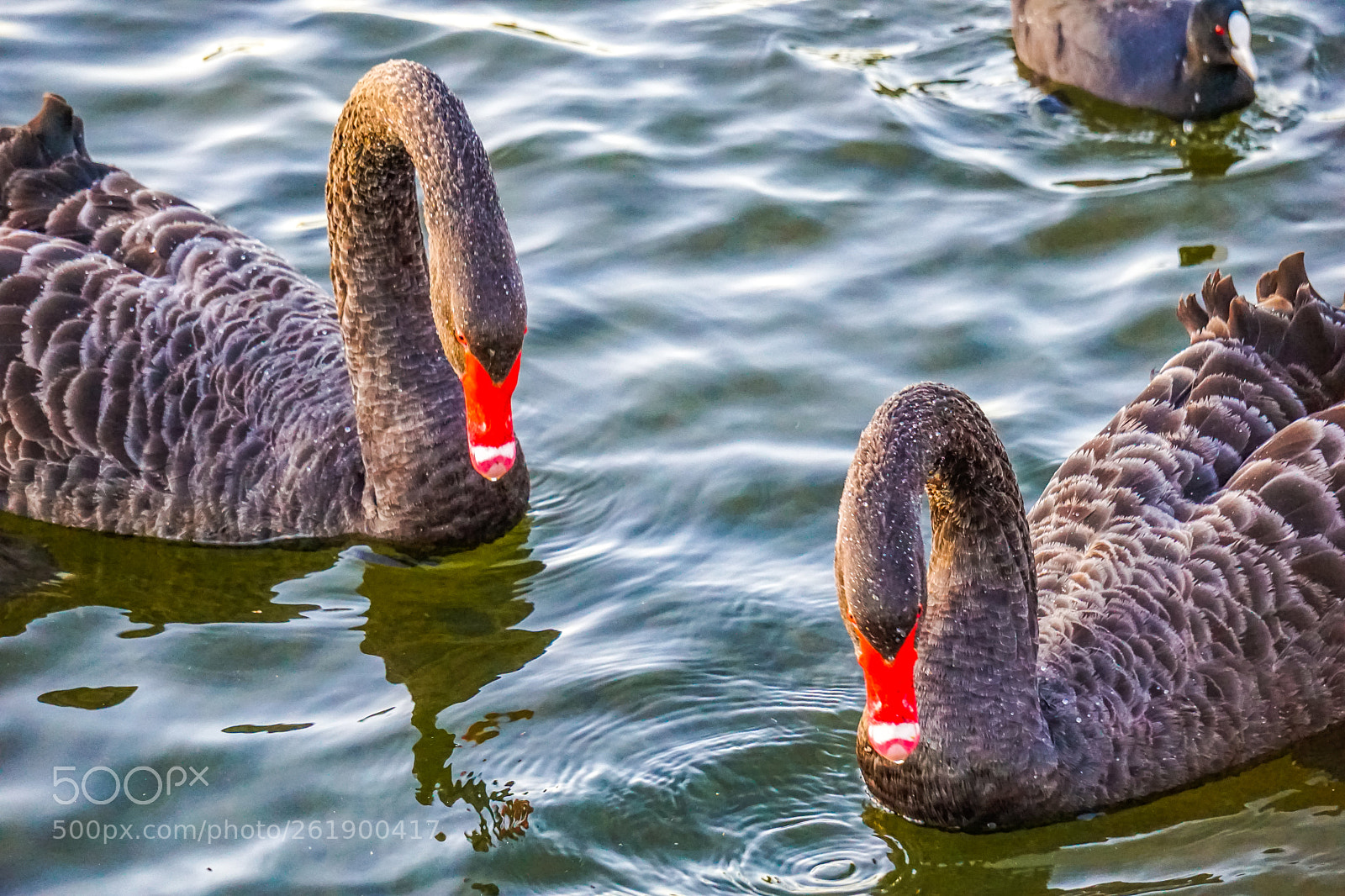 Sony a5100 sample photo. Black swans friendship/love photography