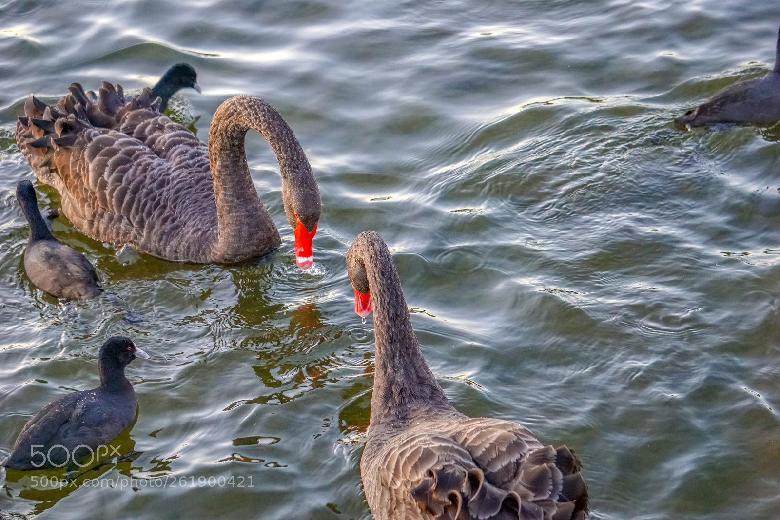 Sony a5100 sample photo. Black swans friendship/love photography