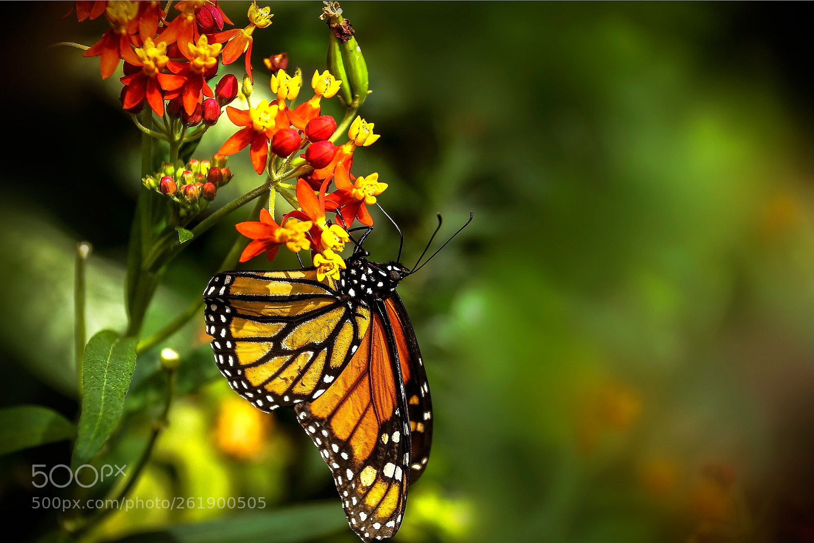 Canon EOS 760D (EOS Rebel T6s / EOS 8000D) sample photo. Бабочка и цветы!Что может быть красивее? photography
