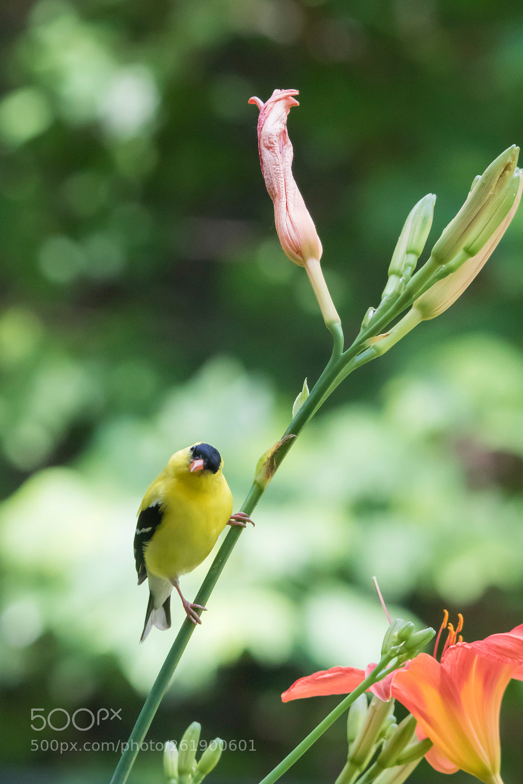 Canon EOS 7D Mark II sample photo. Goldfinch in the lilies photography