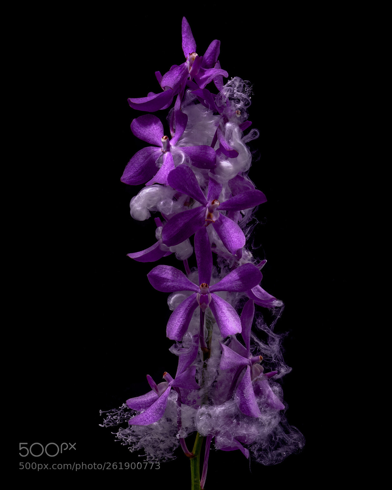 Nikon D850 sample photo. Purple orchids i photography