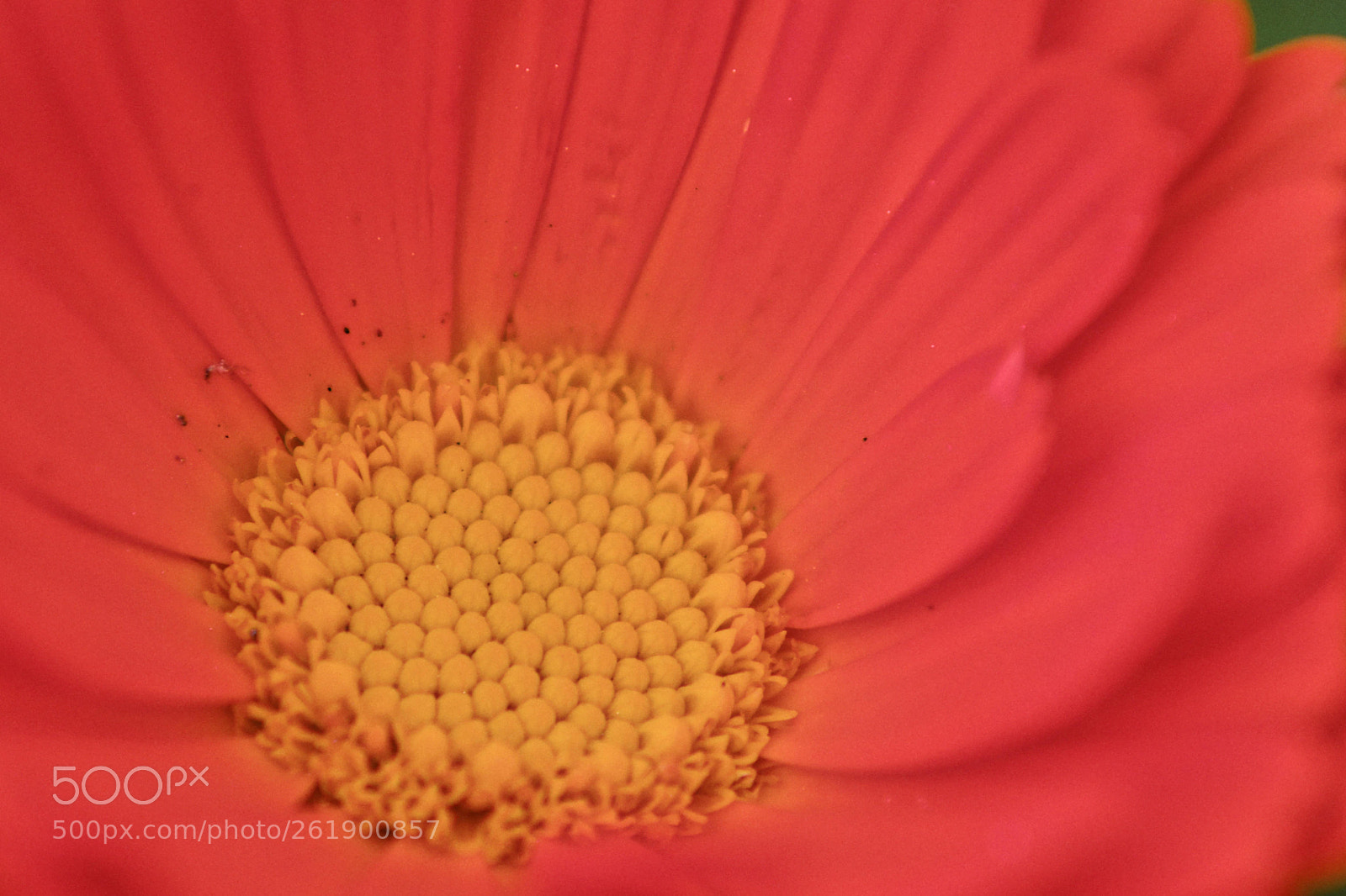 Nikon D7100 sample photo. Marvelous spring flower, athens photography