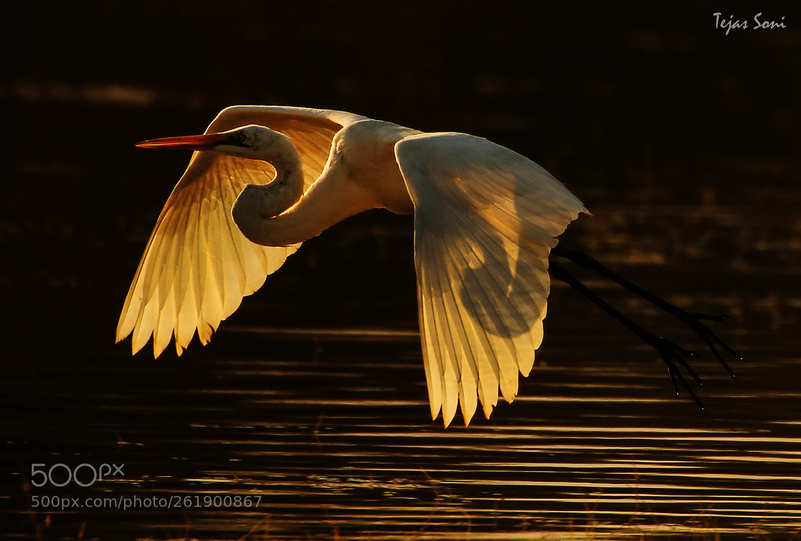 Canon EOS 550D (EOS Rebel T2i / EOS Kiss X4) sample photo. Great egret photography