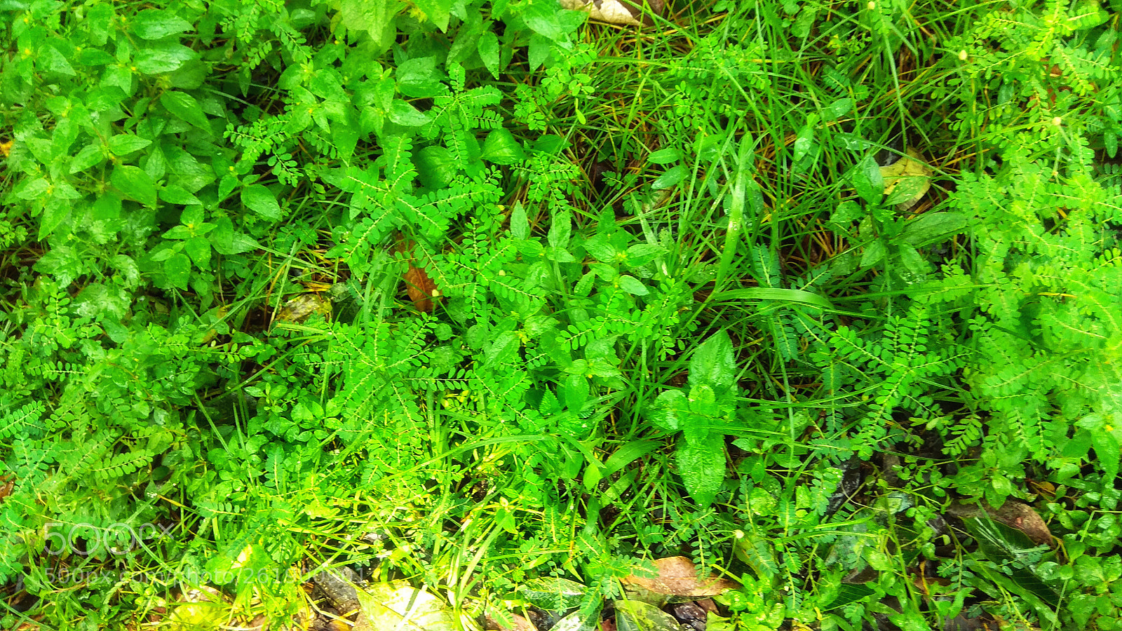 Xiaomi Redmi Note 4 sample photo. Untitled photography