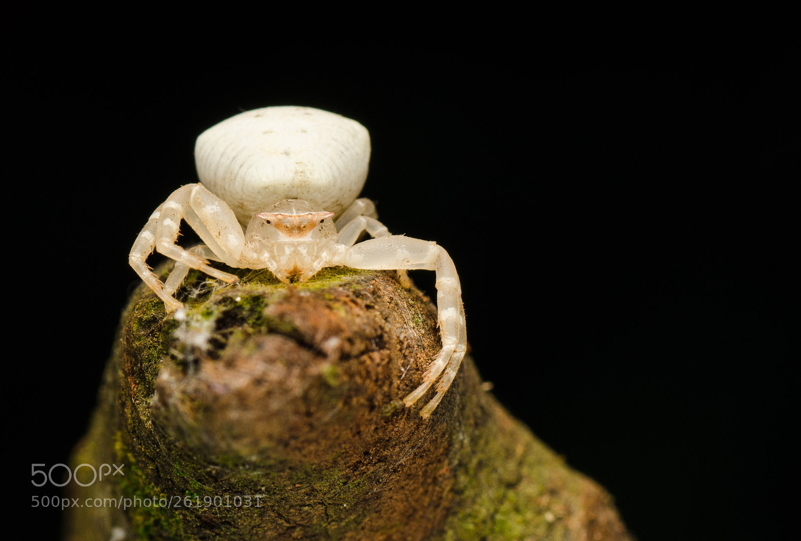 Nikon D7000 sample photo. Spider photography