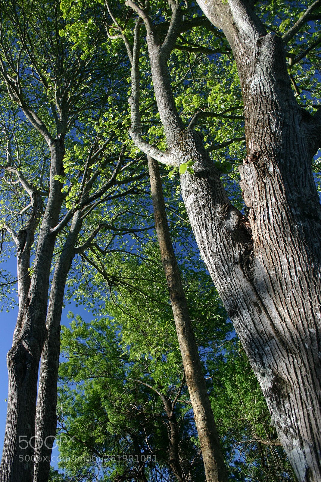 Canon EOS 300D (EOS Digital Rebel / EOS Kiss Digital) sample photo. Just trees.... photography