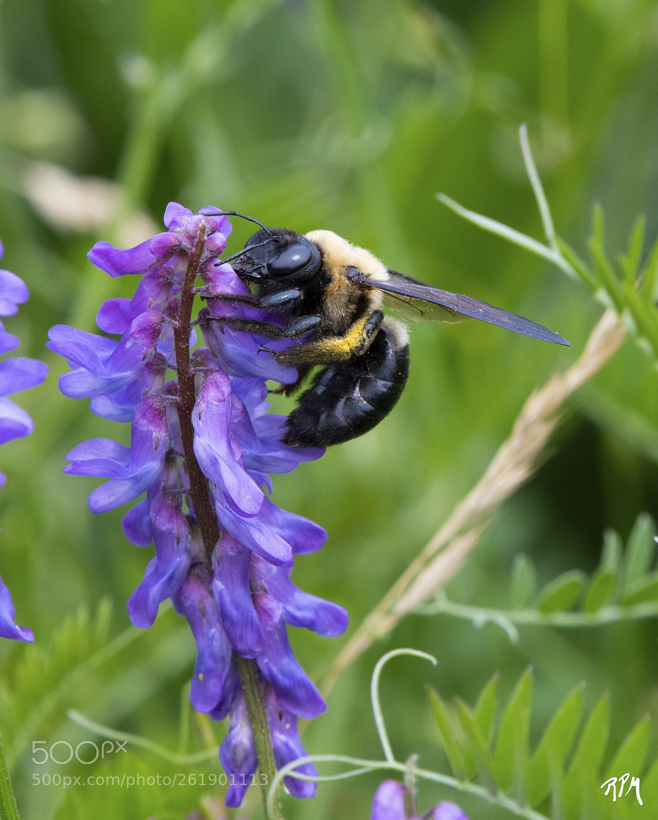 Nikon D500 sample photo. Bee pollinating milkvetch flowers photography