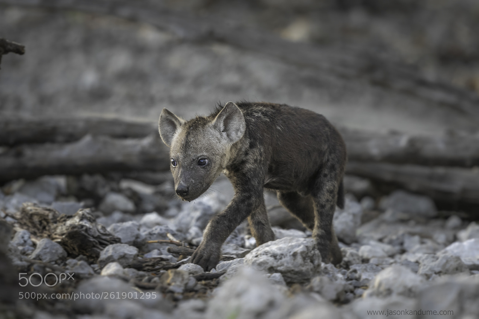 Canon EOS-1D X Mark II sample photo. Baby hyena photography