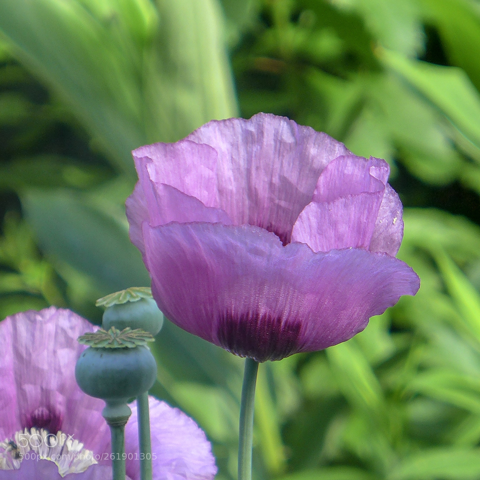 Panasonic Lumix DMC-LX7 sample photo. Papaver somniferum photography
