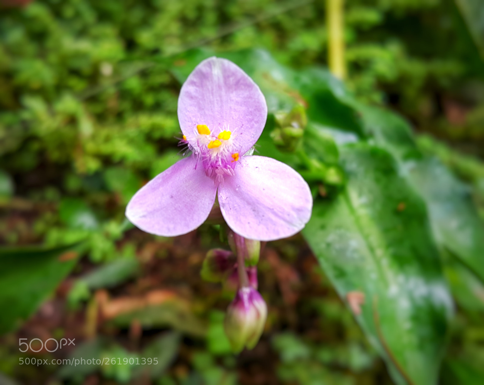 Samsung Galaxy Note4 sample photo. Feliz dia dos namorados photography
