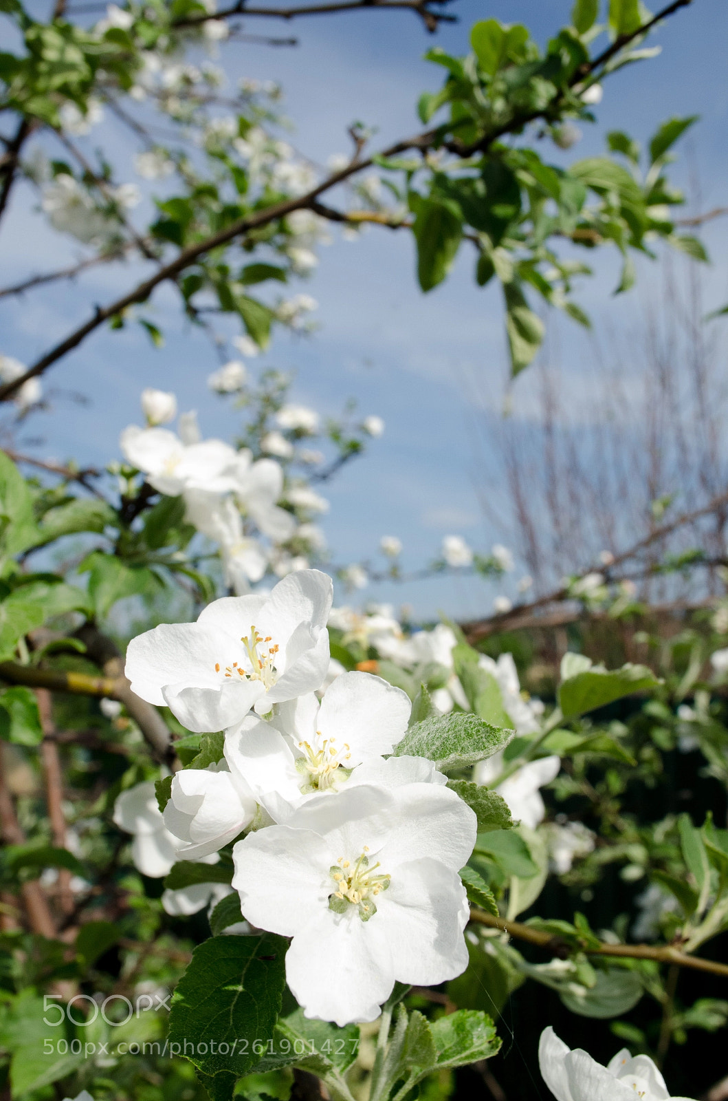 Nikon D5100 sample photo. Blossoming tree photography