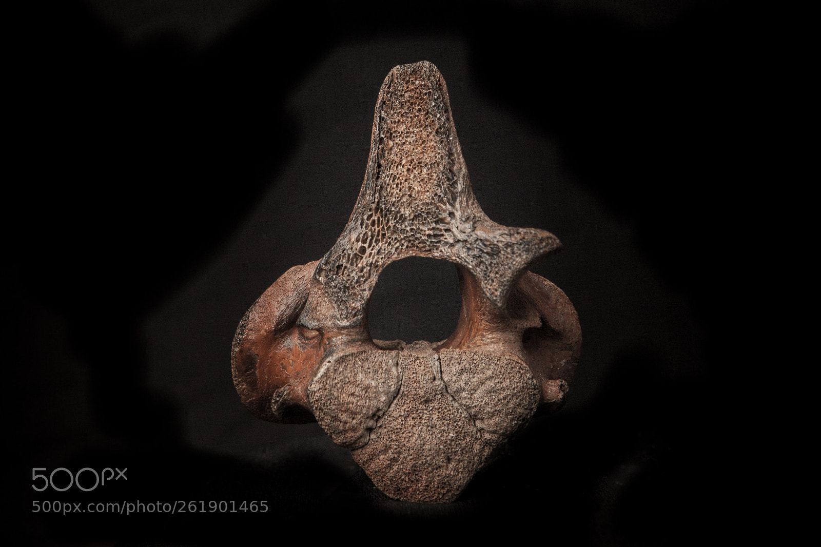 Canon EOS 5D Mark II sample photo. Spine photography