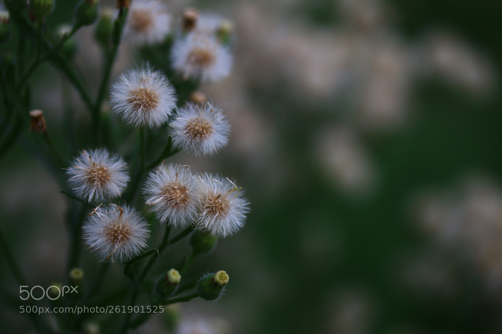 Canon EF-S 60mm F2.8 Macro USM sample photo. Random close-up photography