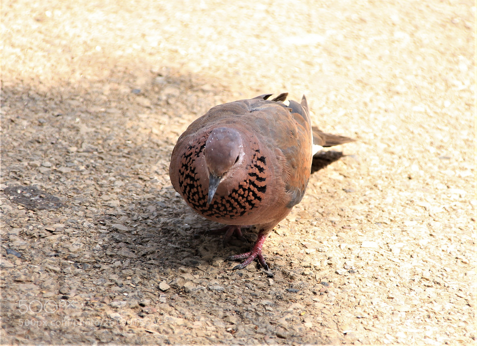 Canon EOS 700D (EOS Rebel T5i / EOS Kiss X7i) sample photo. City pigeon photography