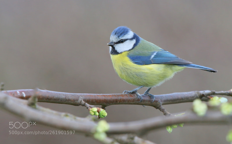 Canon EF 100-400mm F4.5-5.6L IS USM sample photo. Blue tit.....springtime photography